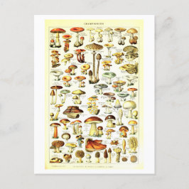 Cartão Postal Cartão-postal Vintage Mushroom Botânico