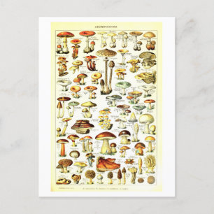 Cartão Postal Cartão-postal Vintage Mushroom Botânico