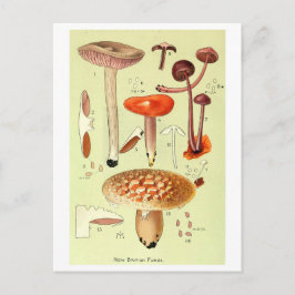 Cartão Postal Cartão-postal Vintage "New British Fungi"