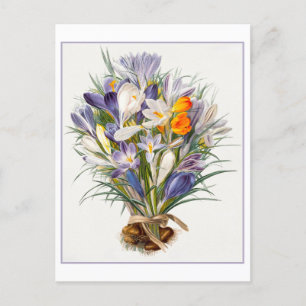 Cartão Postal Cartão-postal Vintage Primavera Crocus Illustratio