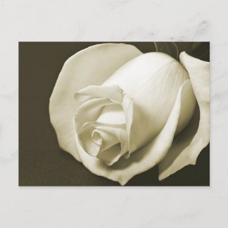 Cartão Postal Cartão-postal Vintage Rosa