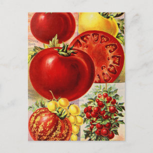 Cartão Postal Cartão-postal Vintage Seed