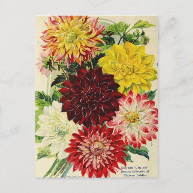 Cartão Postal Cartão-postal Vintage Seed (Frente)