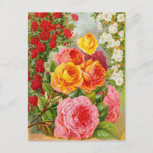 Cartão Postal Cartão-postal Vintage Seed