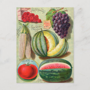 Cartão Postal Cartão-postal Vintage Seed
