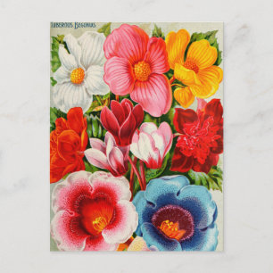 Cartão Postal Cartão-postal Vintage Seed