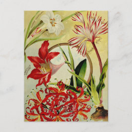 Cartão Postal Cartão-postal Vintage Seed