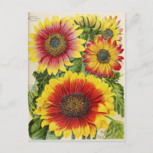 Cartão Postal Cartão-postal Vintage Seed