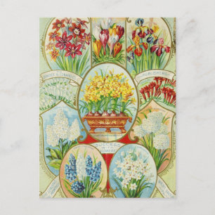 Cartão Postal Cartão-postal Vintage Seed