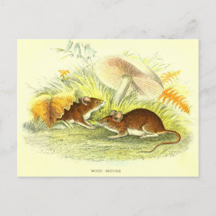 Cartão Postal Cartão-postal Vintage Wood-Mouse Illustration
