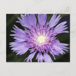 Cartão Postal Cartão-postal violeta