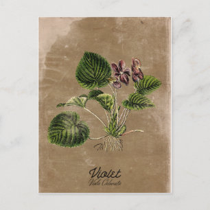 Cartão Postal Cartão-postal Violeta Estilo Vintage