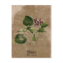 Cartão-postal Violeta Estilo Vintage