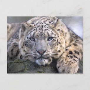 Cartão Postal Cartão-postal Vishnu Snow Leopardo