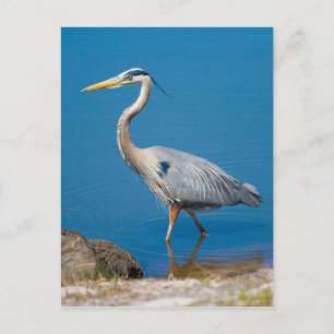 Cartão Postal Cartão-postal Wading Heron Azul-excelente