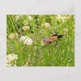 Cartão Postal Cartão-postal Wasp Wild New Mexico