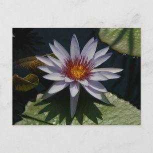 Cartão Postal Cartão-postal Waterlily White Lotus