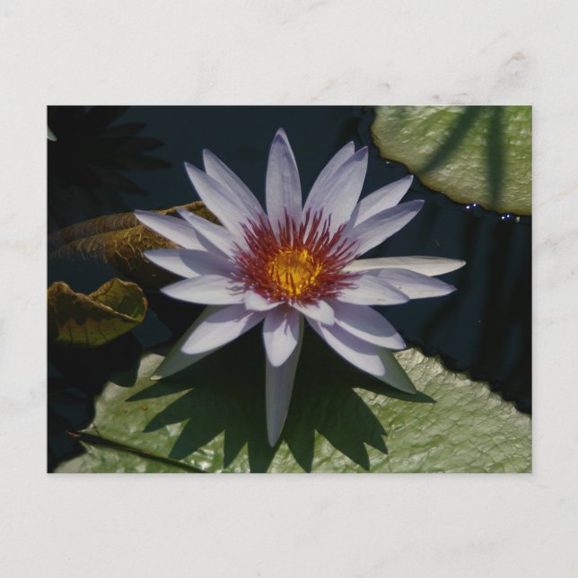 Cartão Postal Cartão-postal Waterlily White Lotus (Frente)