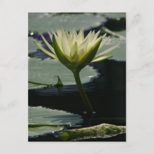 Cartão Postal Cartão-postal Waterlily White Lotus