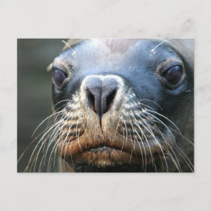 Cartão Postal Cartão-postal Wet Seal