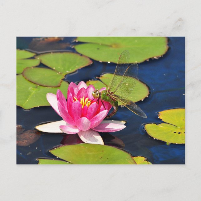 Cartão Postal Cartão-postal 'Whimsy' (Frente)