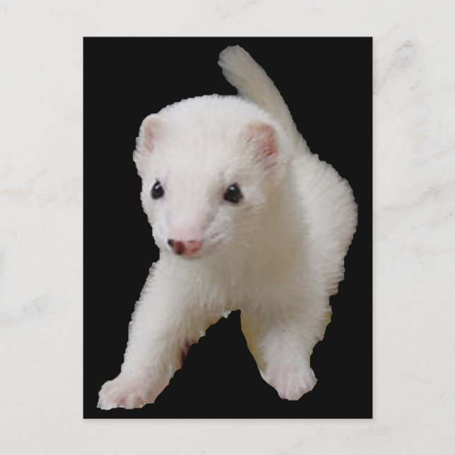 Cartão Postal Cartão-postal White Baby Ferret (Frente)