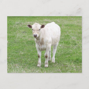 Cartão Postal Cartão-postal White Calf
