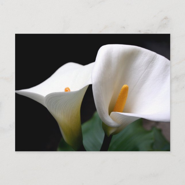 Cartão Postal Cartão-postal White Calla Lily (Frente)