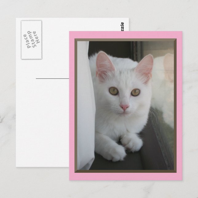 Cartão Postal Cartão-postal White Cat Chillin (Frente/Verso)