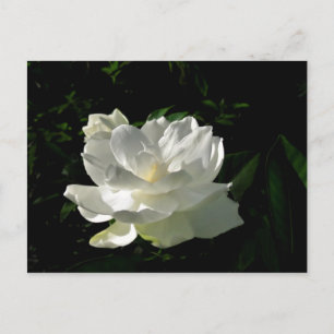 Cartão Postal Cartão-postal White Gardenia Blossom