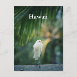 Cartão Postal Cartão-postal White Heron Hawaii