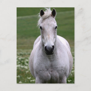 Cartão Postal Cartão-postal White Horse in Field