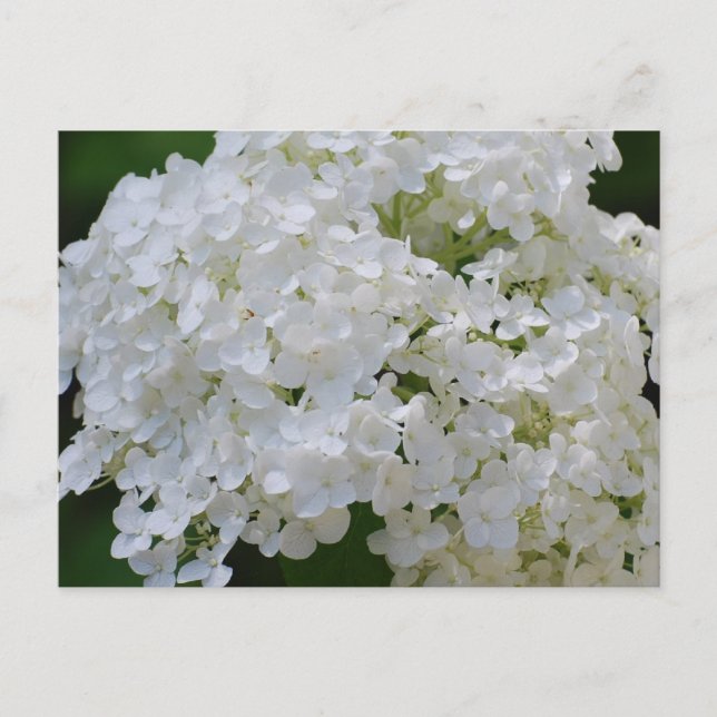 Cartão Postal Cartão-postal White Hydrangeas (Frente)