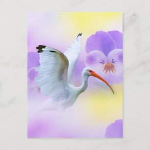 Cartão Postal Cartão-postal White Ibis e Pansies