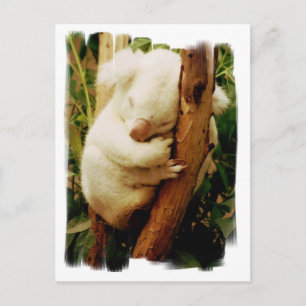 Cartão Postal Cartão-postal White Koala Bear
