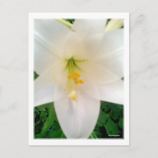 Cartão Postal Cartão-postal White Lilly