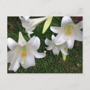 Cartão Postal Cartão-postal White Lily