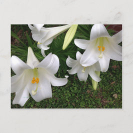 Cartão Postal Cartão-postal White Lily