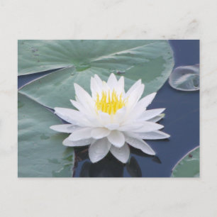 Cartão Postal Cartão-postal White Lilypad