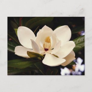 Cartão Postal Cartão-postal White Magnolia Blossom