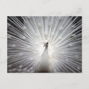 Cartão Postal Cartão-postal White Peacock