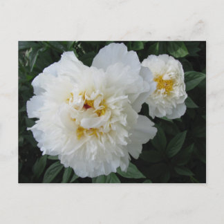 Cartão Postal Cartão-postal White Peony