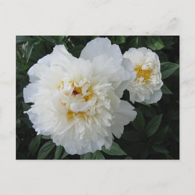 Cartão Postal Cartão-postal White Peony (Frente)