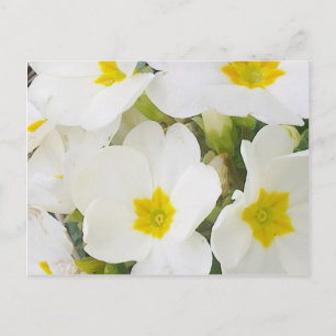 Cartão Postal Cartão-postal White Primroses