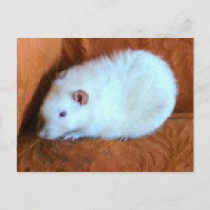 Cartão Postal Cartão-postal White Rat Snowball