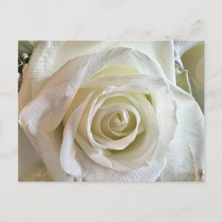 Cartão Postal Cartão-postal White Rose de Pureza