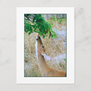 Cartão Postal Cartão-postal 'White Tail Deer Eating'