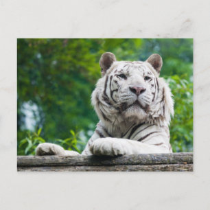 Cartão Postal Cartão-postal White Tiger