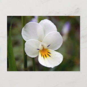 Cartão Postal Cartão-postal Wild Pansy