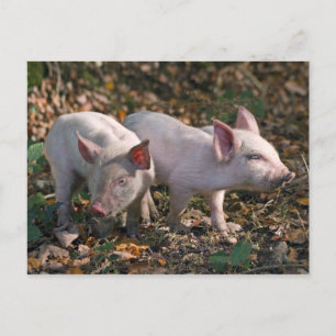 Cartão Postal Cartão-postal Wild Piglets